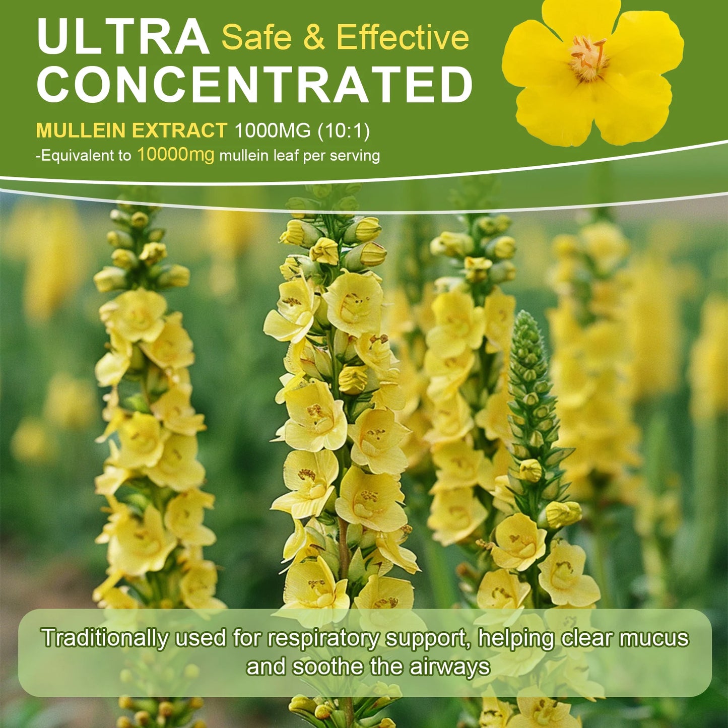Mulittea Mullein Drops For Lung Support And Respiration